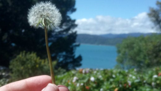 Dandelion held out over water