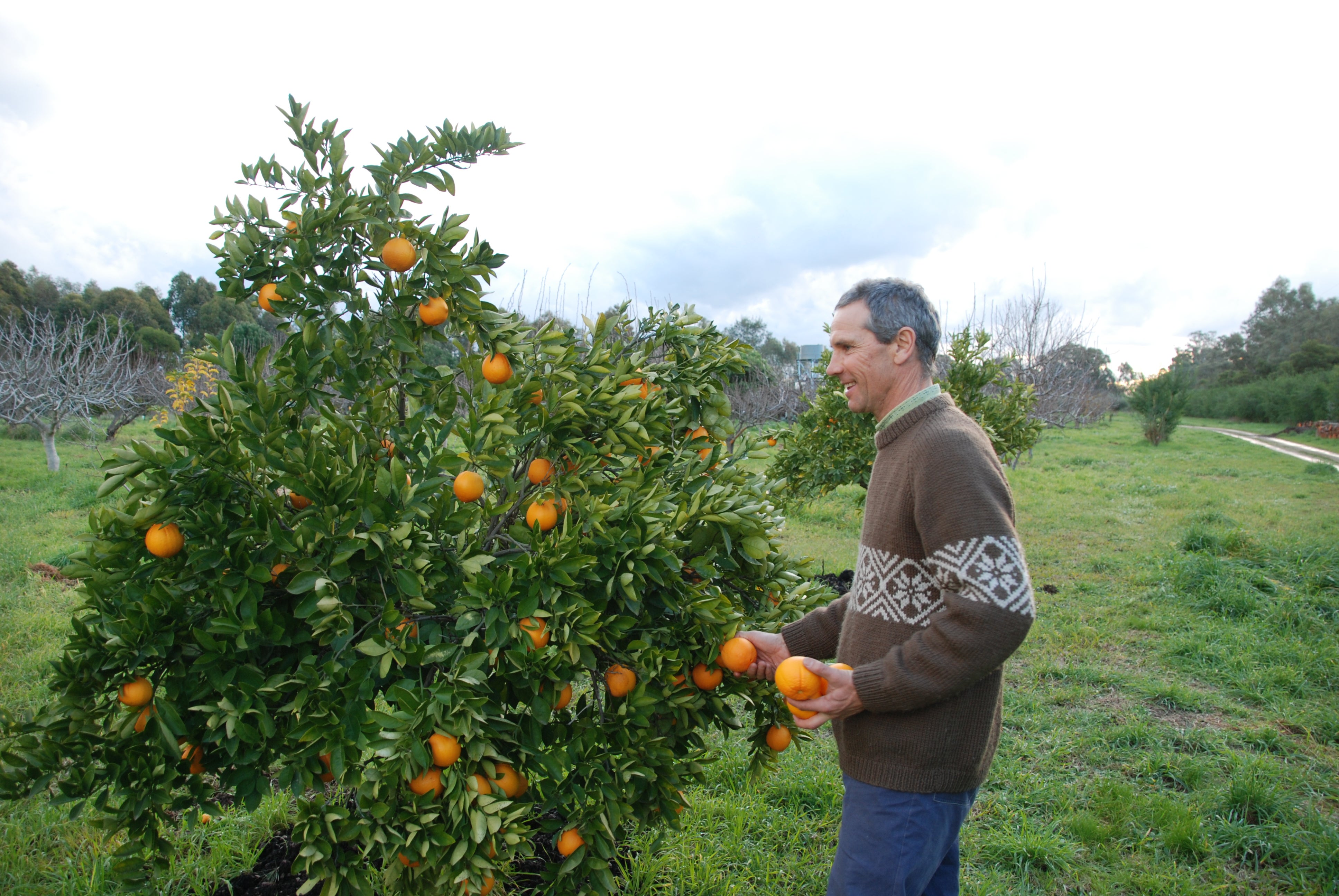 Image of an orange farmer in his field.