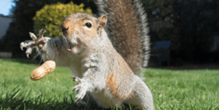 Is the Owner of Peanut the Squirrel a Serial Memecoin Opportunist?