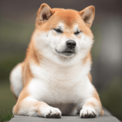 UAE Ministry Partners With Shiba Inu to Drive Web3 Innovation